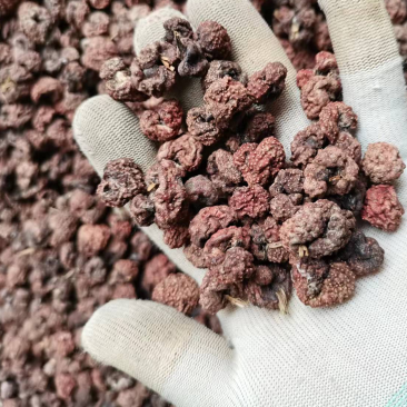 竹红菌