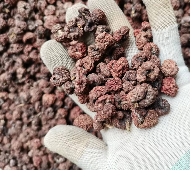 竹红菌