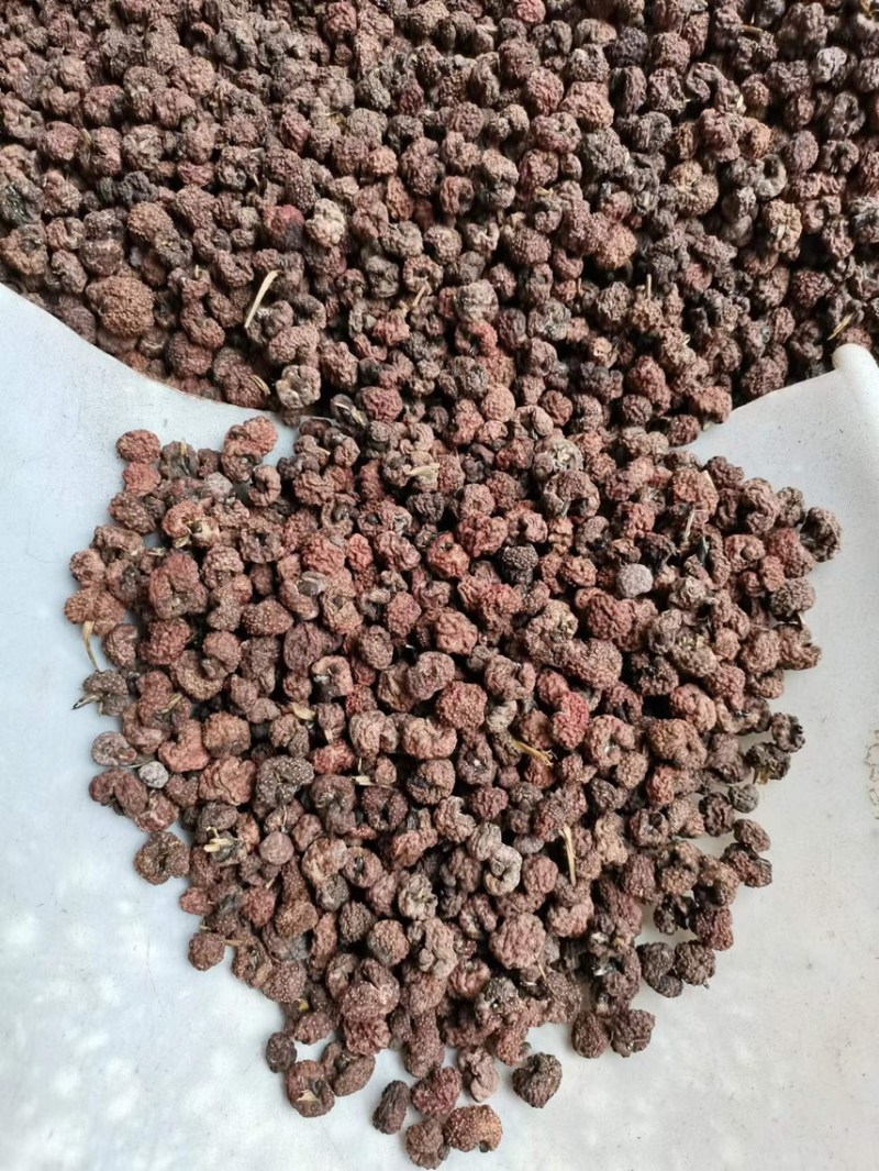竹红菌