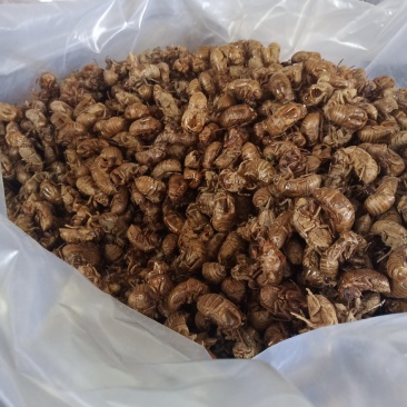 蝉脱河南南阳产地干净货好个头大