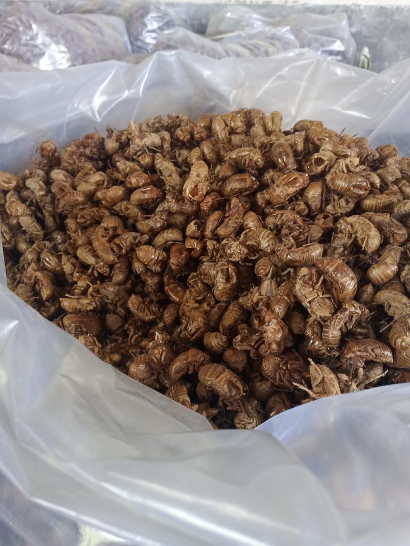 蝉脱河南南阳产地干净货好个头大