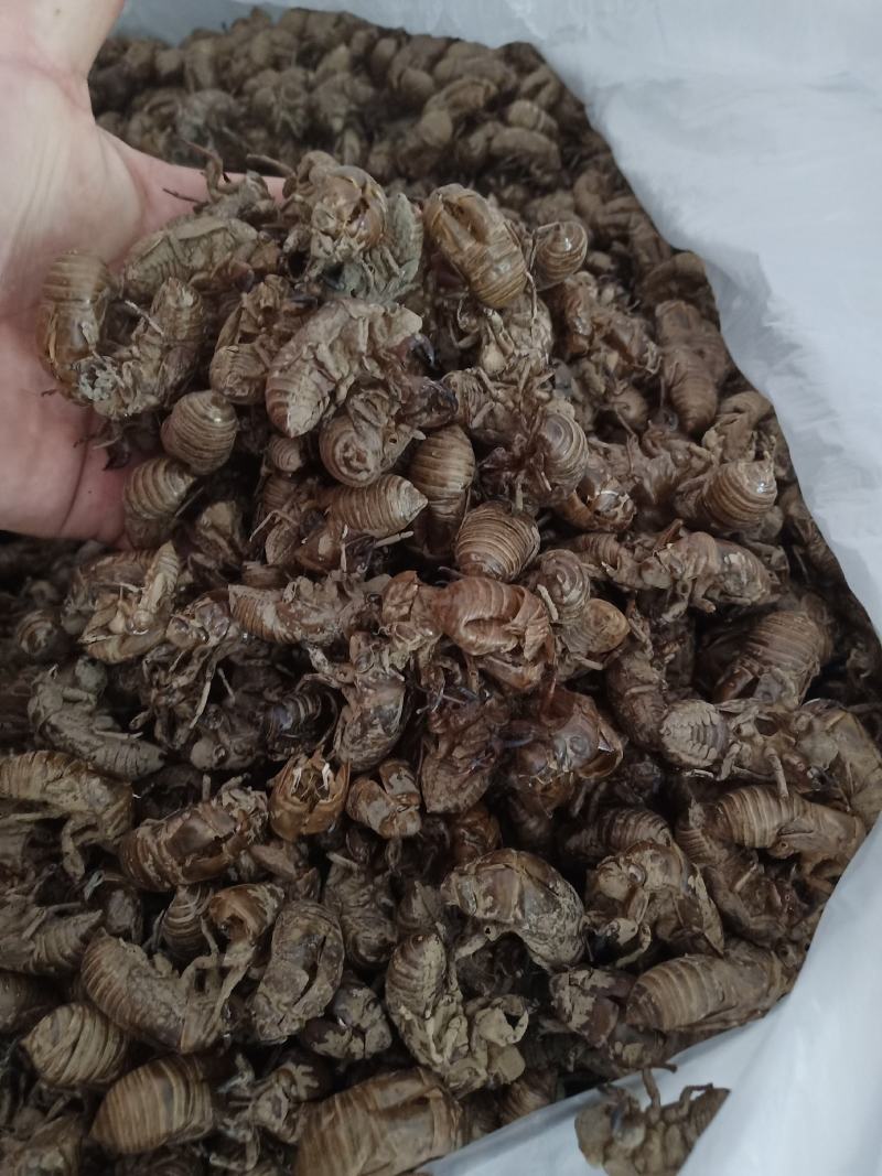 蝉脱河南南阳产地干净货好个头大