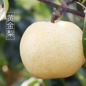 莱西市黄金梨，口感好，果肉脆甜，想要的老板联系我