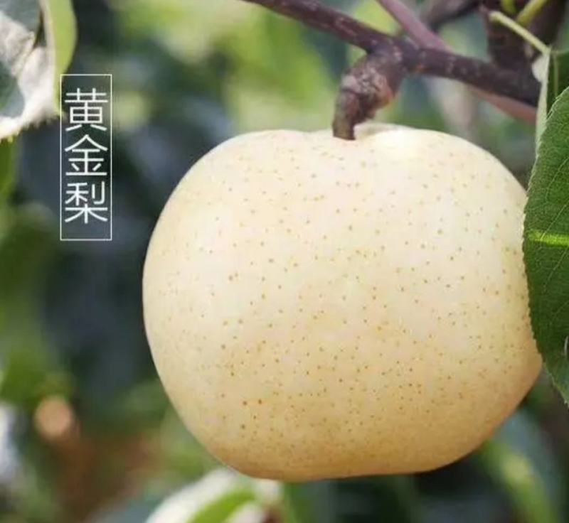 莱西市黄金梨，口感好，果肉脆甜，想要的老板联系我