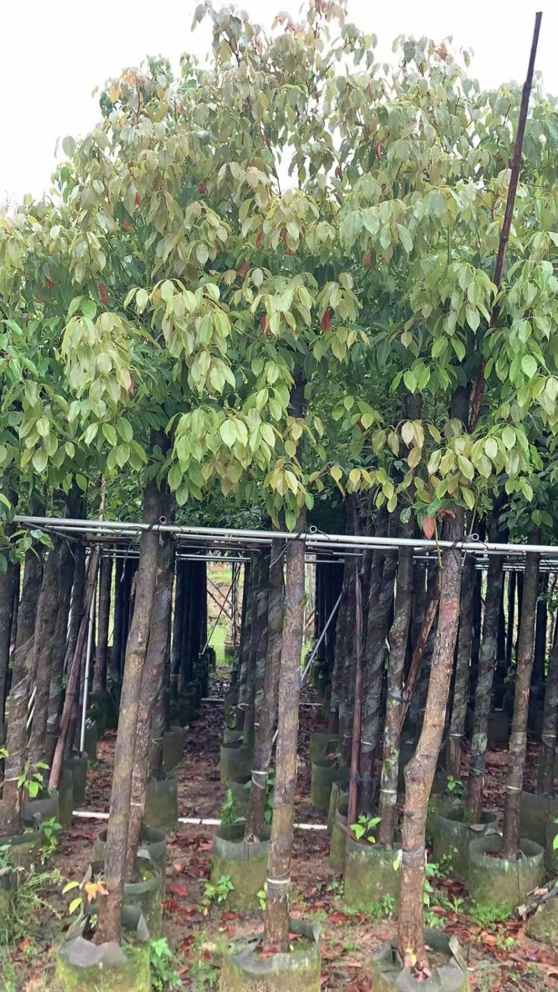 香樟3～30都有需要的可以联系我