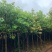 香樟3～30都有需要的可以联系我