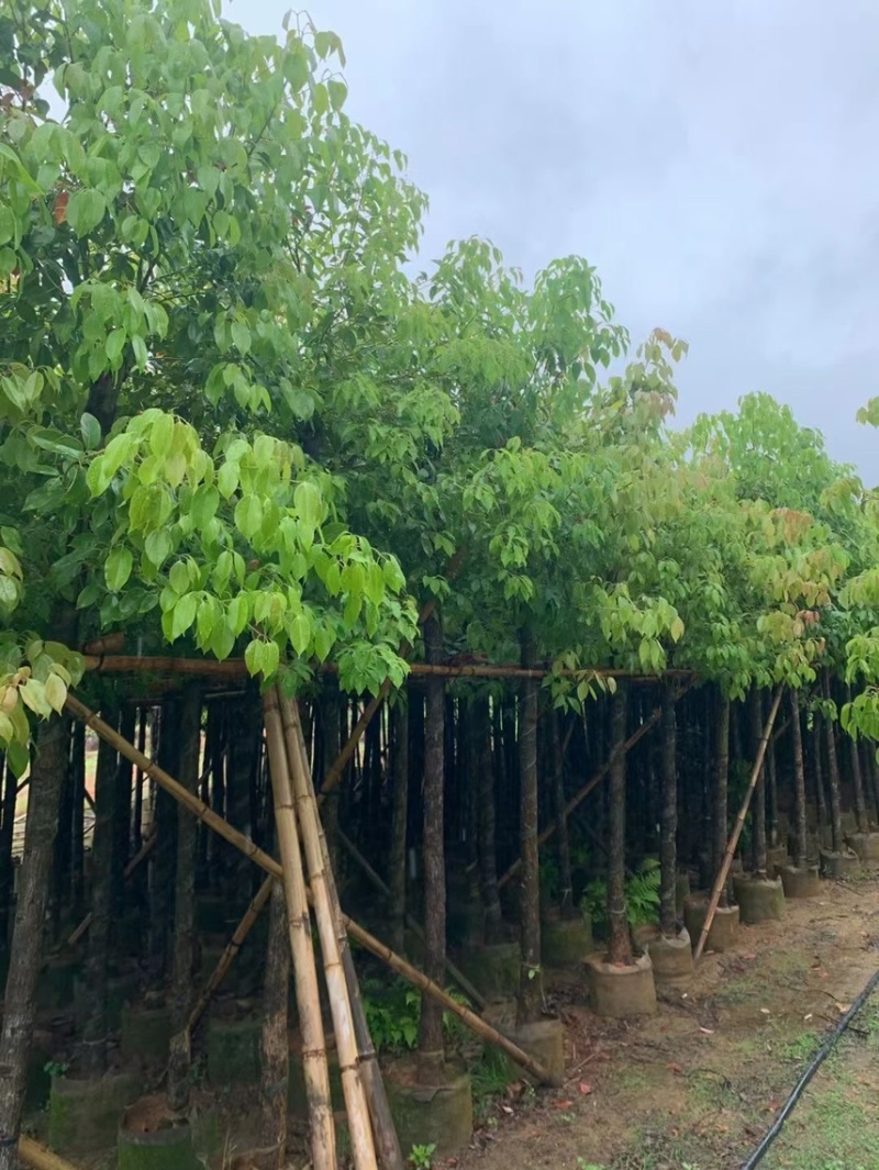 香樟3～30都有需要的可以联系我