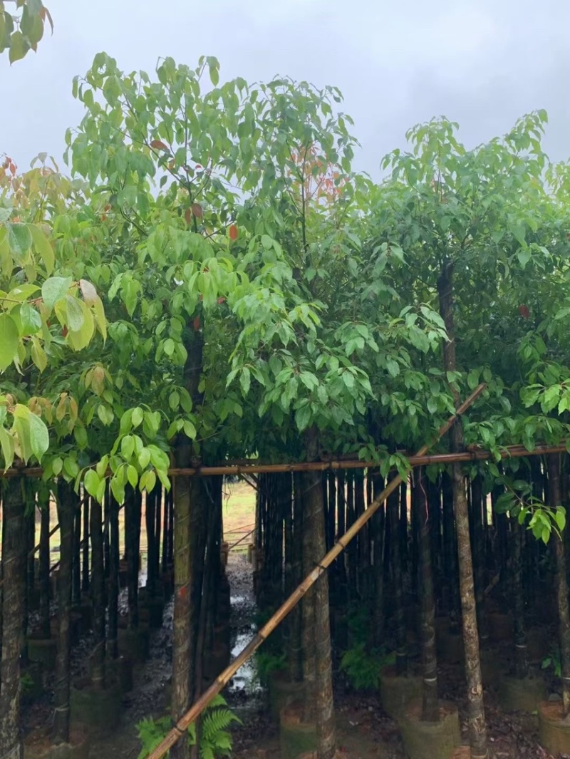 香樟3～30都有需要的可以联系我