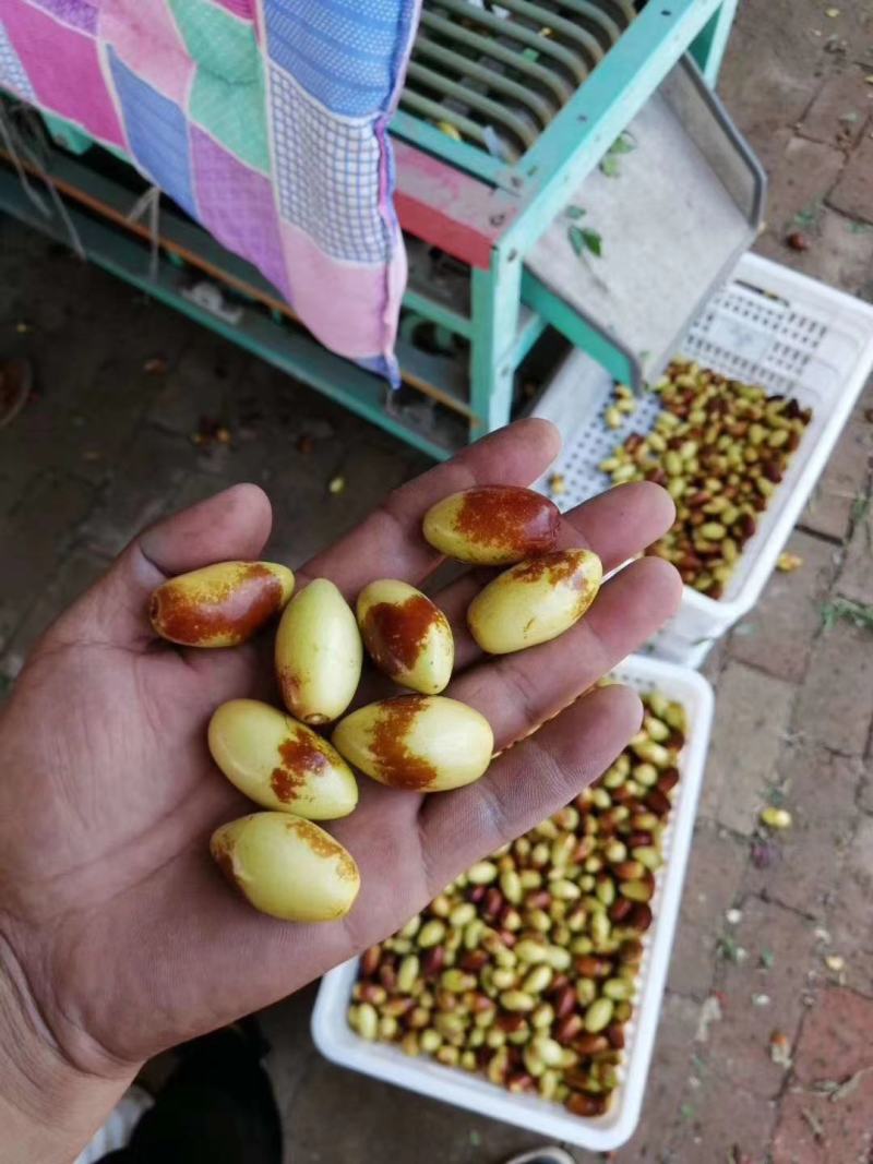 精选马牙枣鲜枣，大量上市商超品质，可长期供货，实力代收