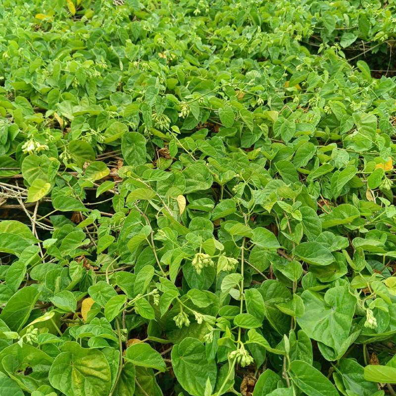 夜香花，夜香花苗，千里香苗