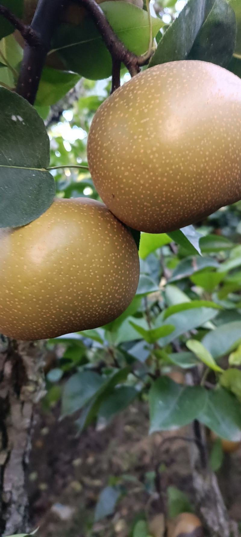 长十郎梨比圆黄还圆