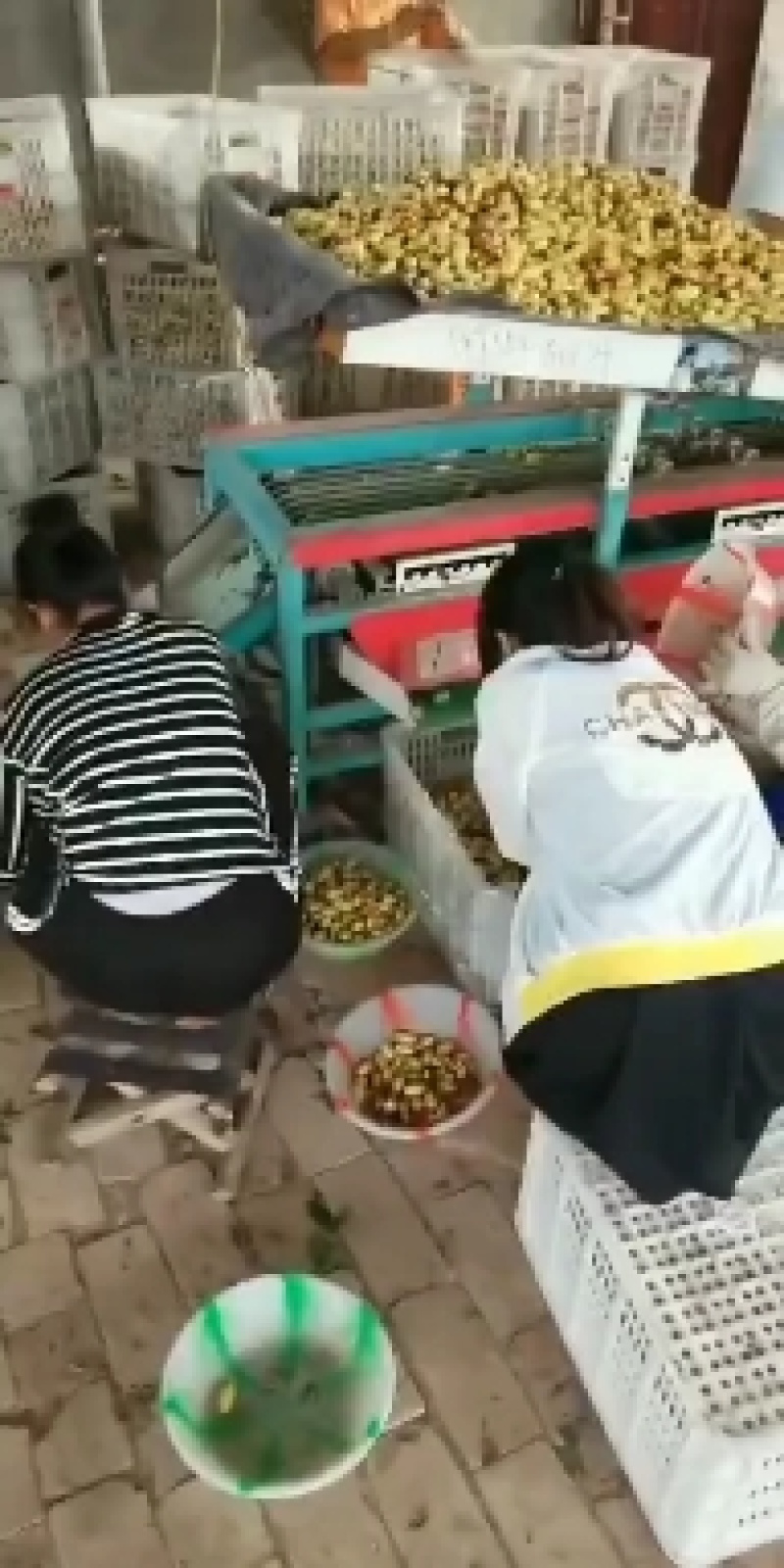精选马牙枣鲜枣，大量上市商超品质，可长期供货，实力代收