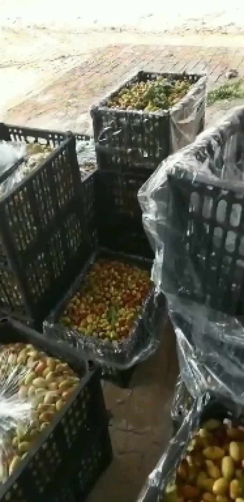 精选马牙枣鲜枣，大量上市商超品质，可长期供货，实力代收