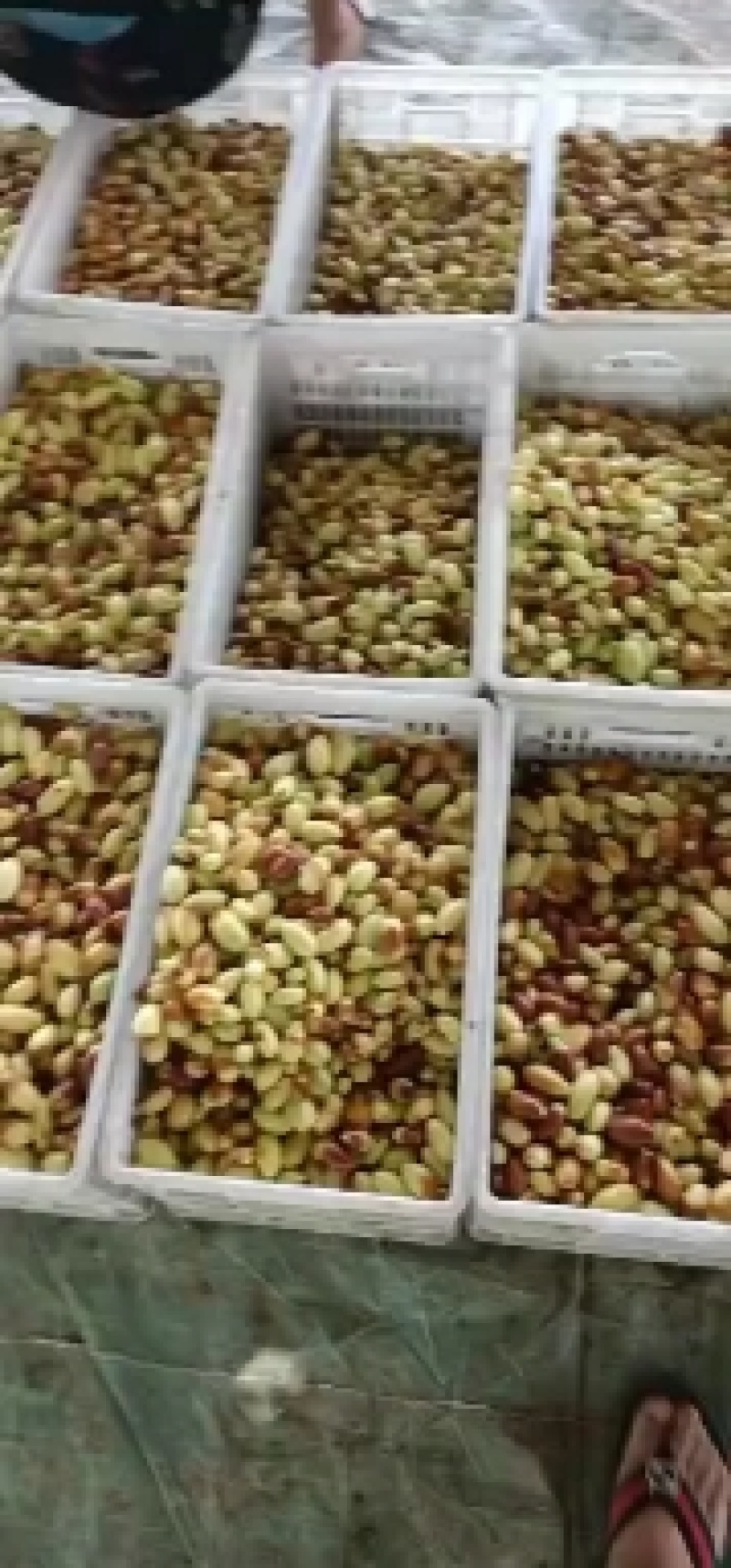 精选马牙枣鲜枣，大量上市商超品质，可长期供货，实力代收
