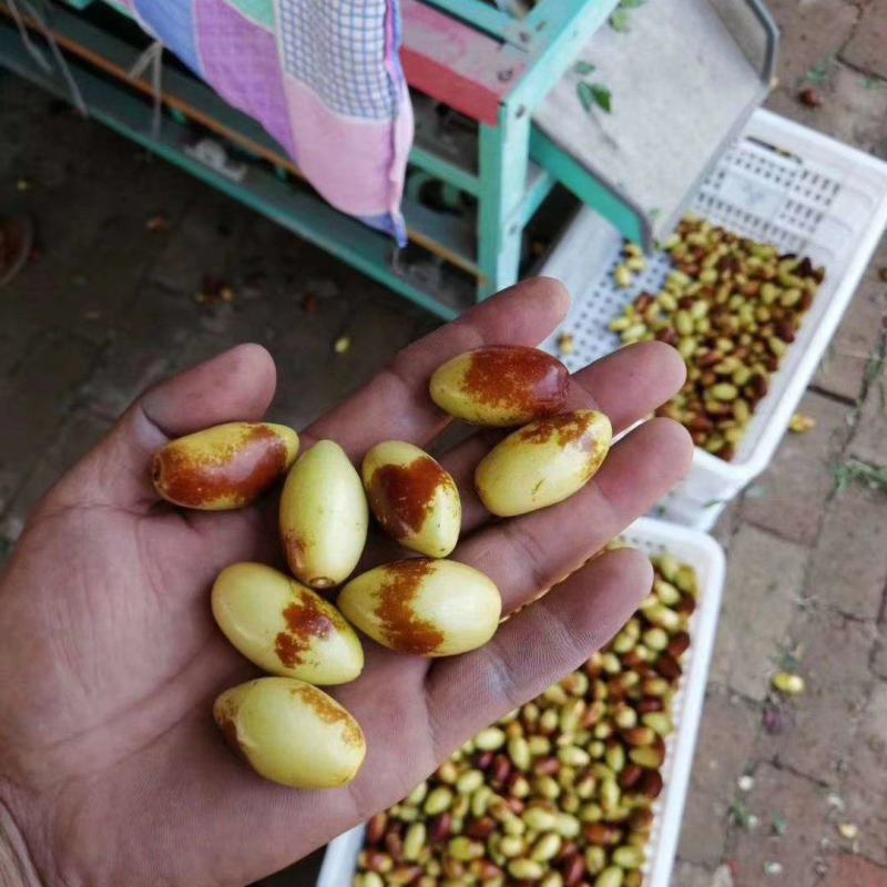 精选马牙枣鲜枣，大量上市商超品质，可长期供货，实力代收