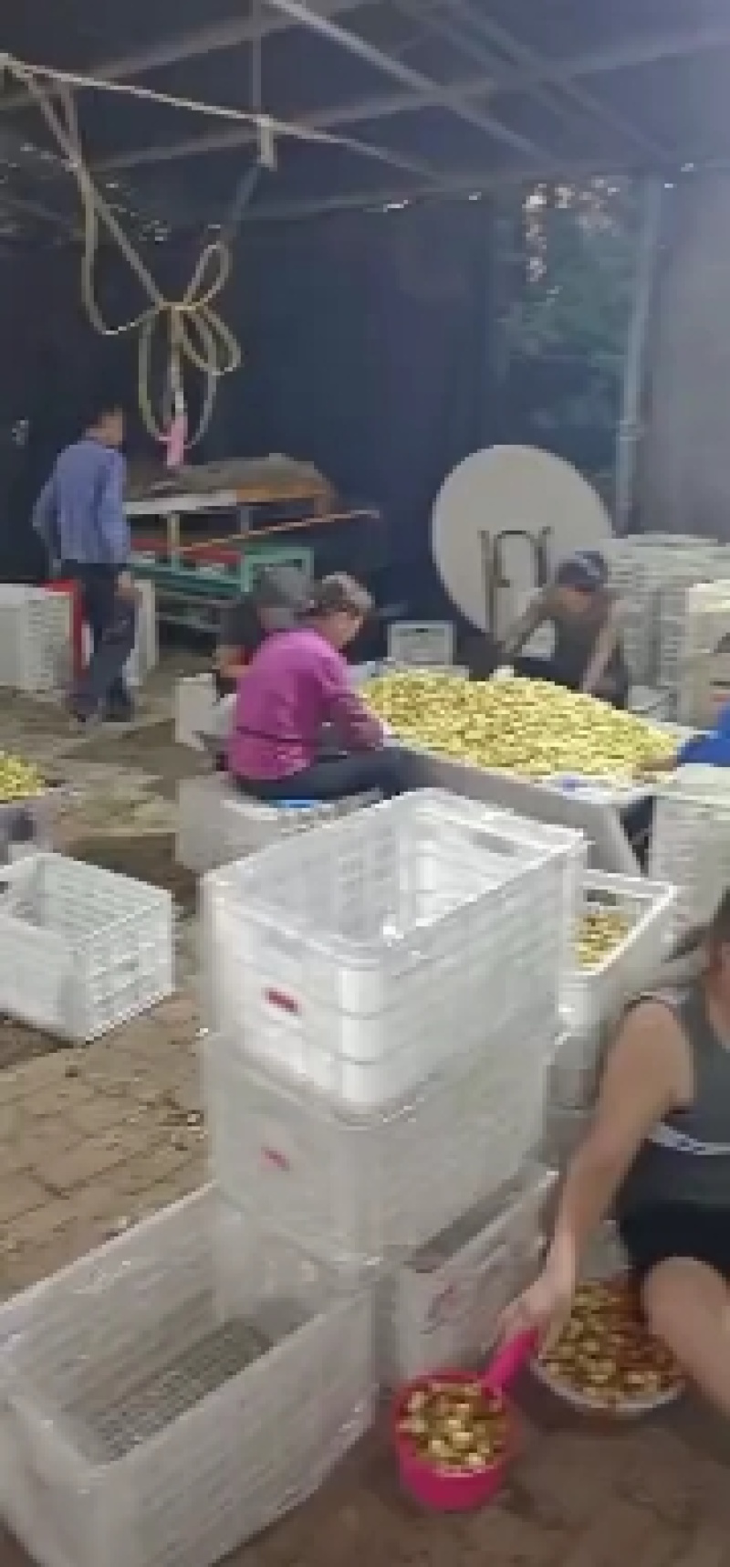 精选马牙枣鲜枣，大量上市商超品质，可长期供货，实力代收