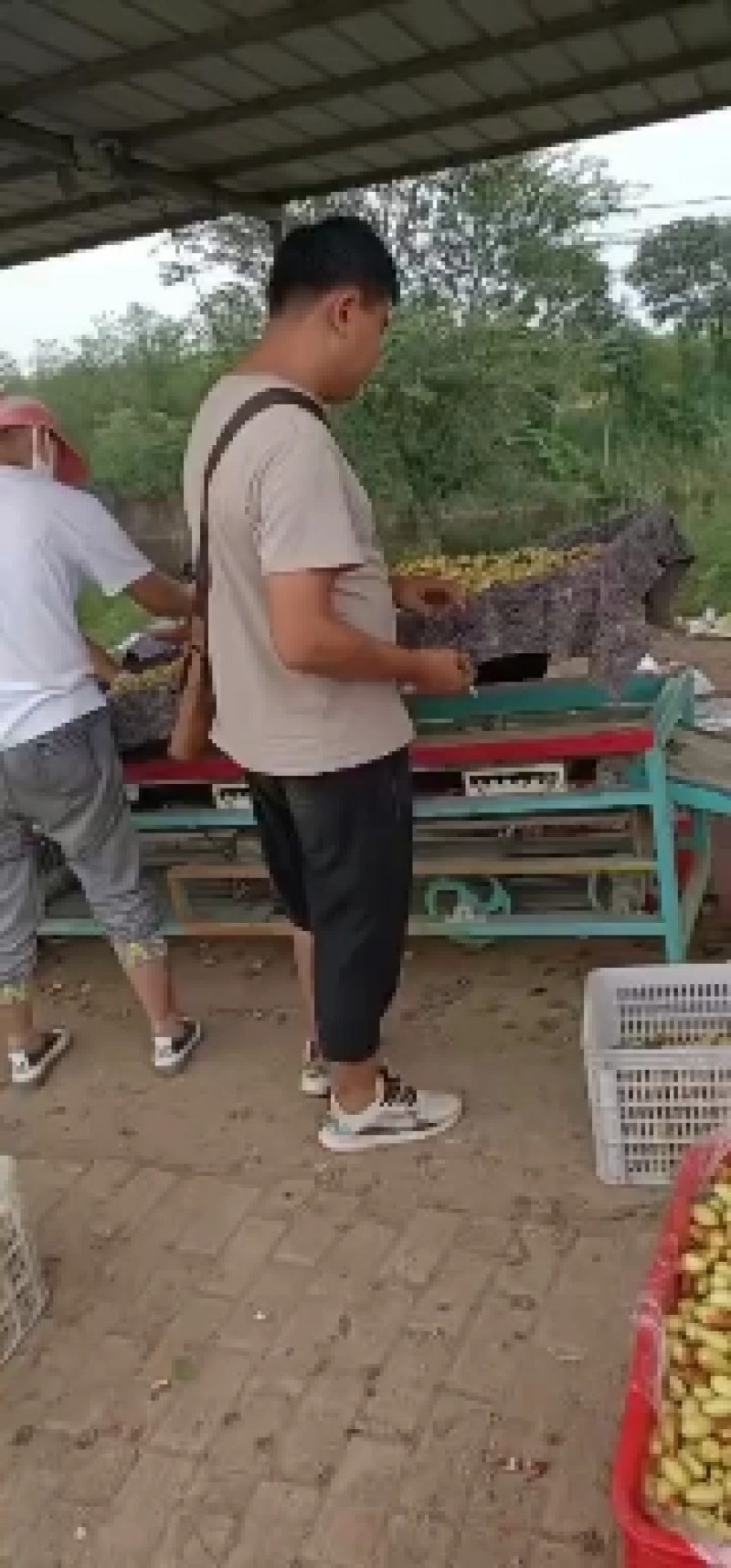精选马牙枣鲜枣，大量上市商超品质，可长期供货，实力代收