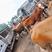 贵州毕节高山散养黄牛，西门塔尔，利木赞等出售