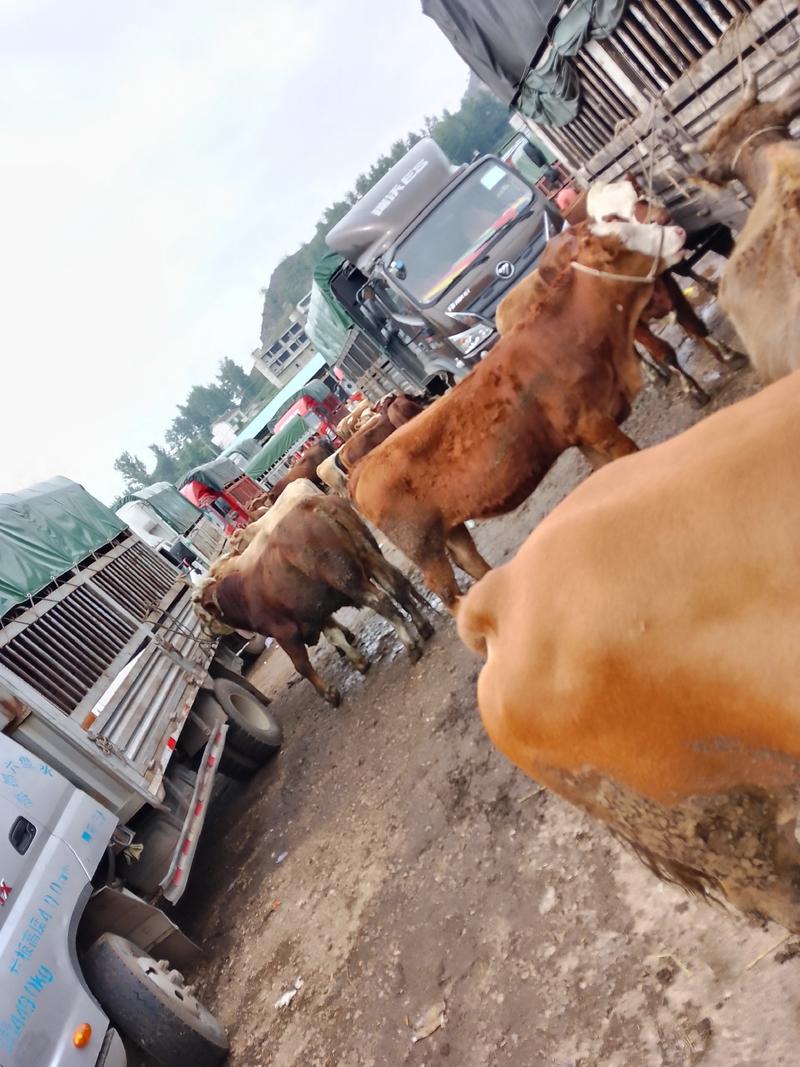 贵州毕节高山散养黄牛，西门塔尔，利木赞等出售