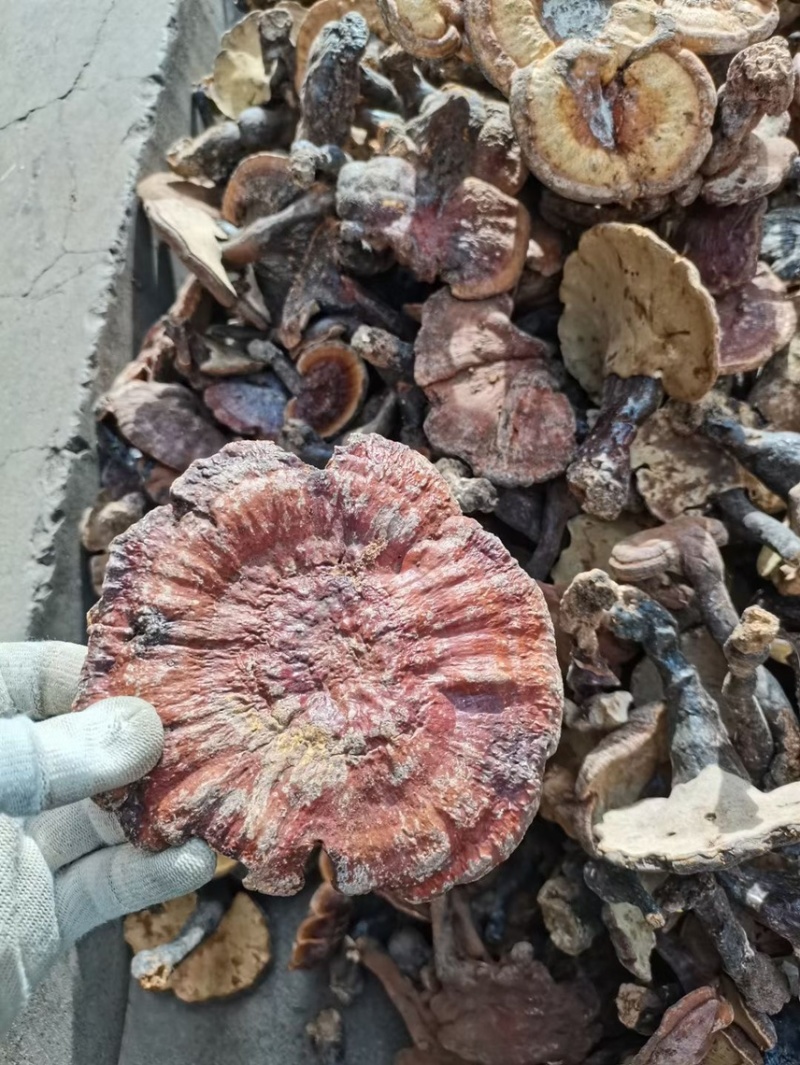 赤灵芝赤芝野生灵芝东南亚产地