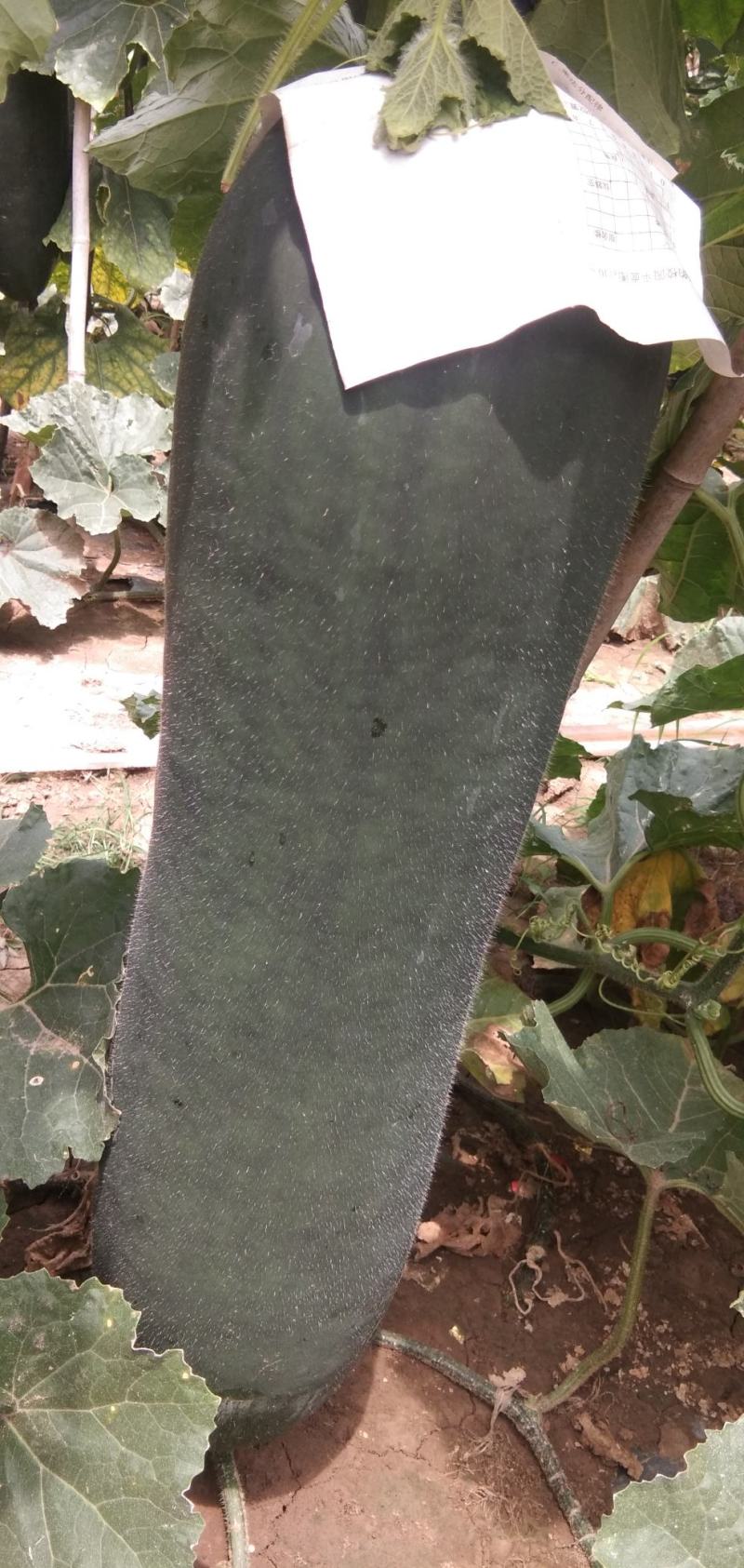 河南优质黑皮吊冬瓜优质冬瓜，产地直供，物美廉价，看中电联