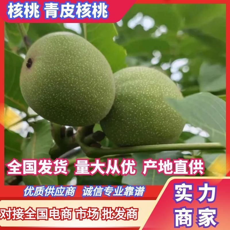 核桃【推荐】金博丰礼品2号青皮核桃特大丰产地直销现摘现