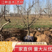 【推荐】杏树成品苗0.8-5公分以上果园绿化品种齐全