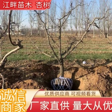 【推荐】杏树成品苗0.8-5公分以上果园绿化品种齐全