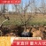 【推荐】杏树成品苗0.8-5公分以上果园绿化品种齐全