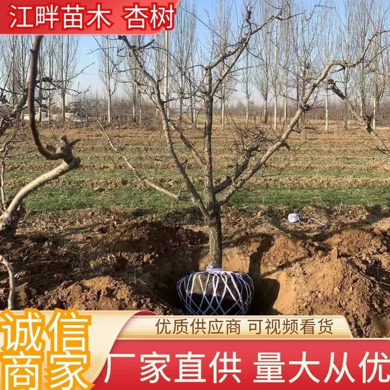 【推荐】杏树成品苗0.8-5公分以上果园绿化品种齐全