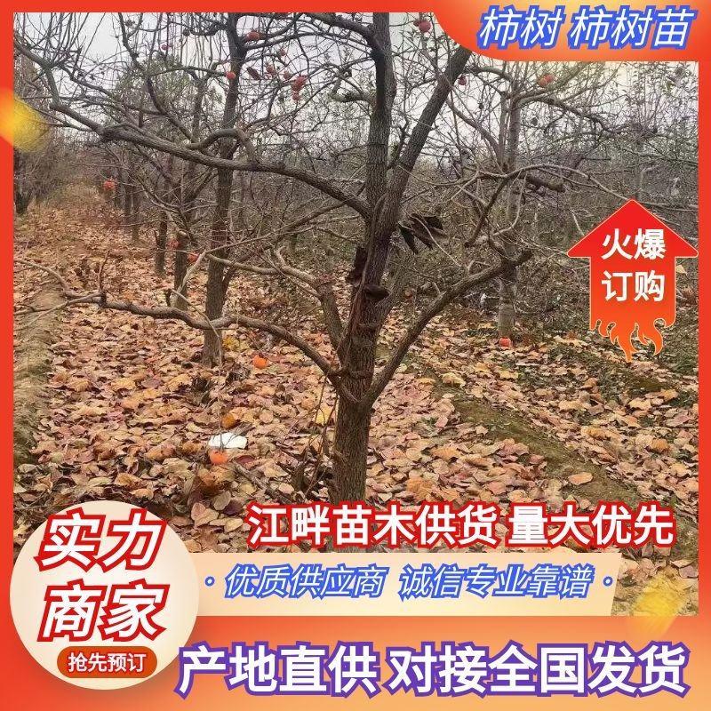 【推荐】柿树柿子树5-30公分土球裸根品种齐全量大