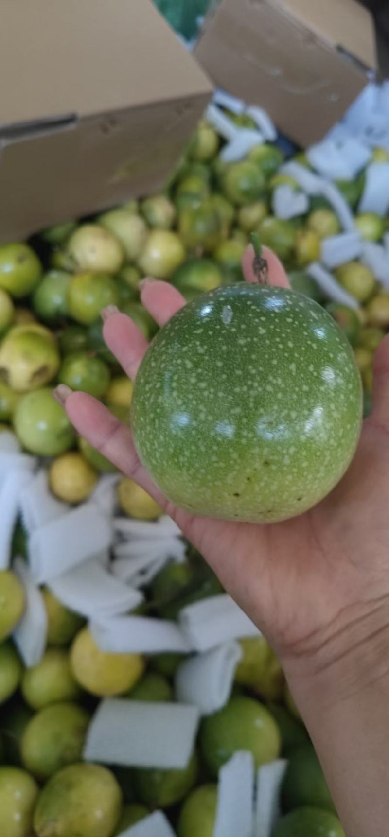 钦蜜百香果，钦蜜9号
