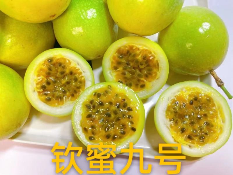 钦蜜百香果，钦蜜9号