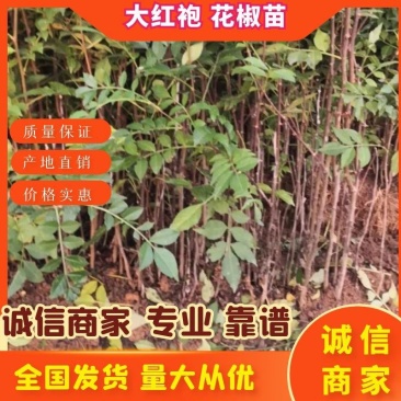 【推荐】大红袍花椒苗狮子头花椒苗产地直销保湿发货