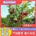 农大三年钙果苗，保湿邮寄，48小时发货量大从优