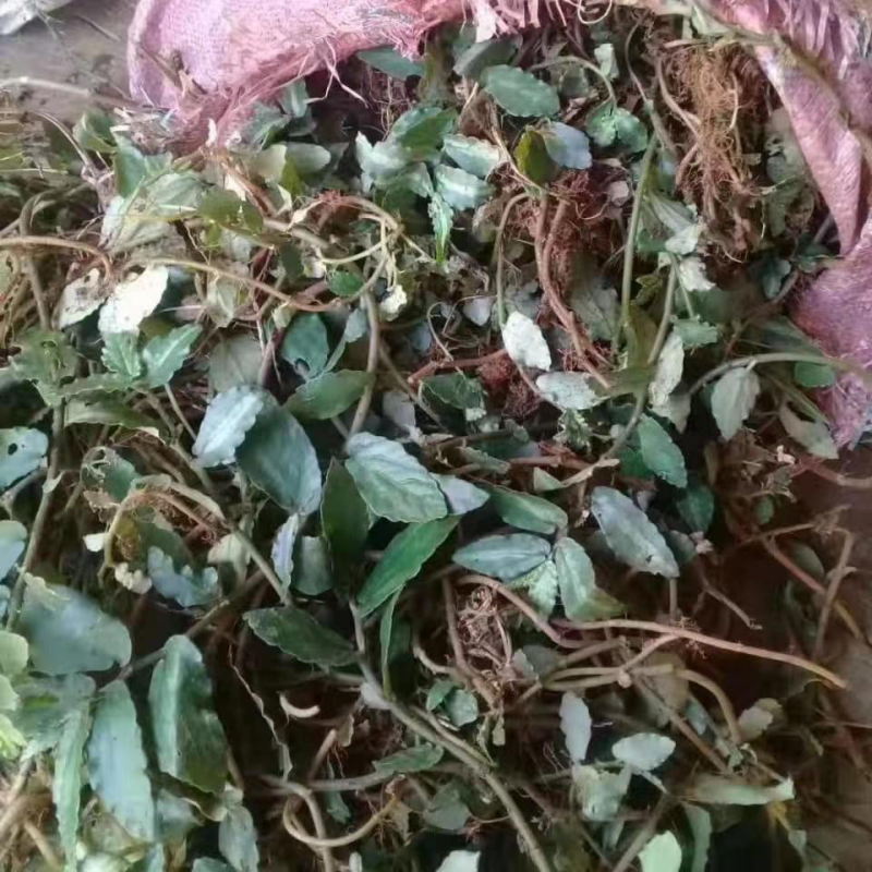 吐烟草吐烟花