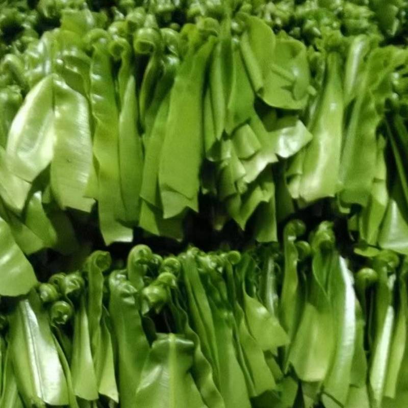 大量现货山苏