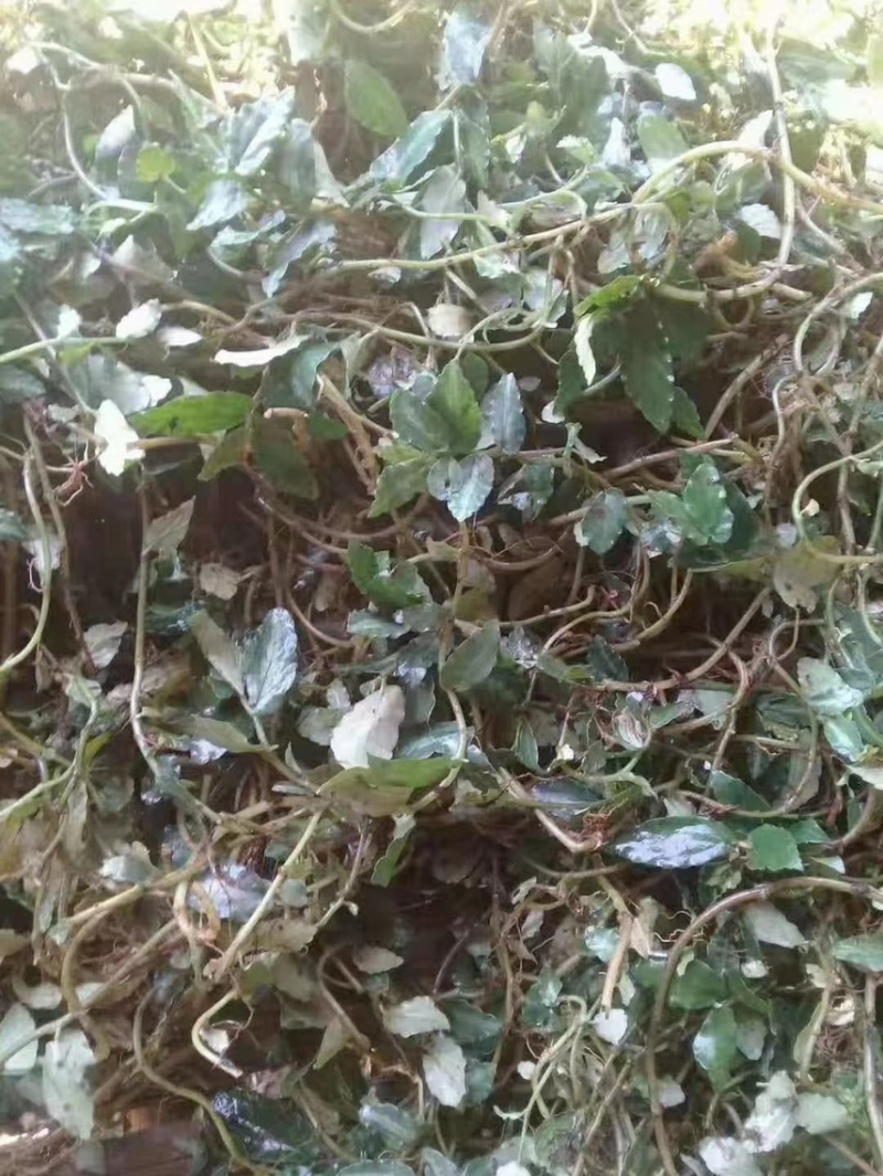 吐烟草吐烟花
