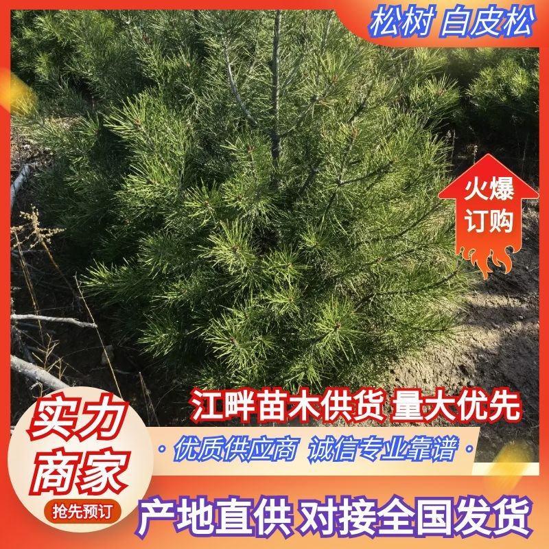 【推荐】松树白皮松2米3米4米工程乡村绿化规格齐全