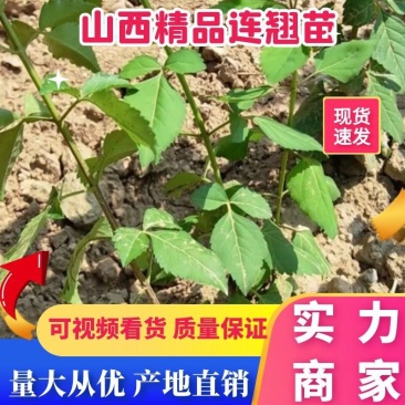 连翘苗出售各类绿化苗木量大从优欢迎选购