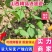 连翘苗出售各类绿化苗木量大从优欢迎选购
