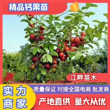【推荐】钙果苗农大系列食用罐头钙果量大从优保湿邮寄