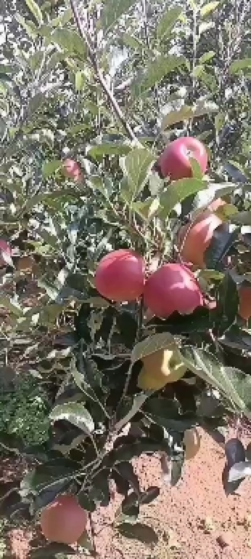 30万斤华硕出售