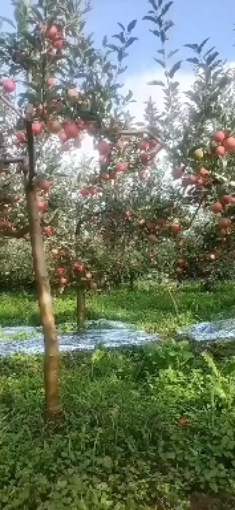 30万斤华硕出售