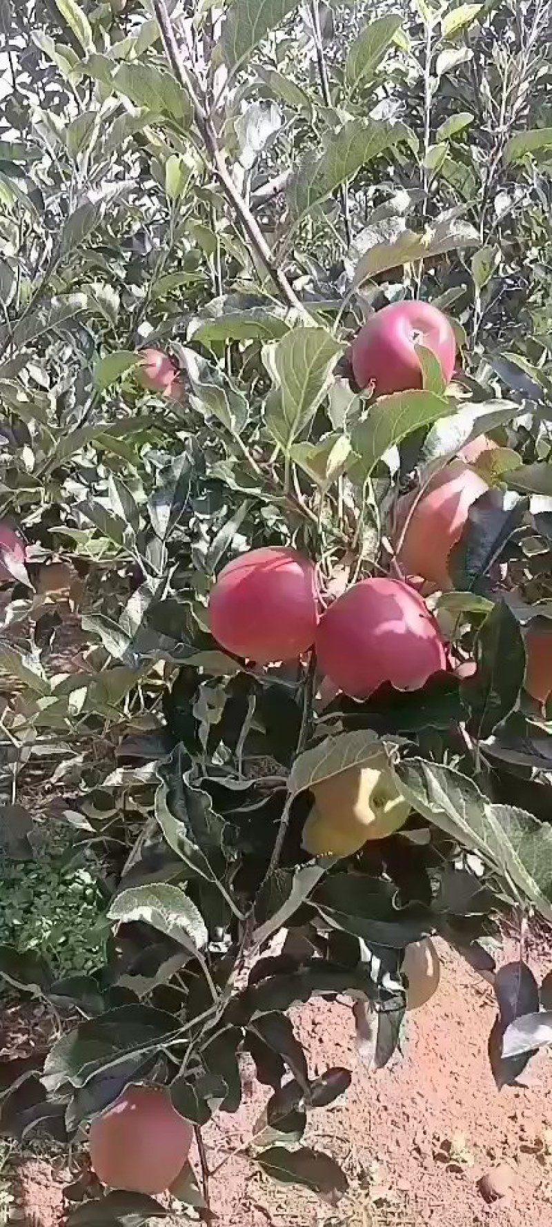 30万斤华硕出售