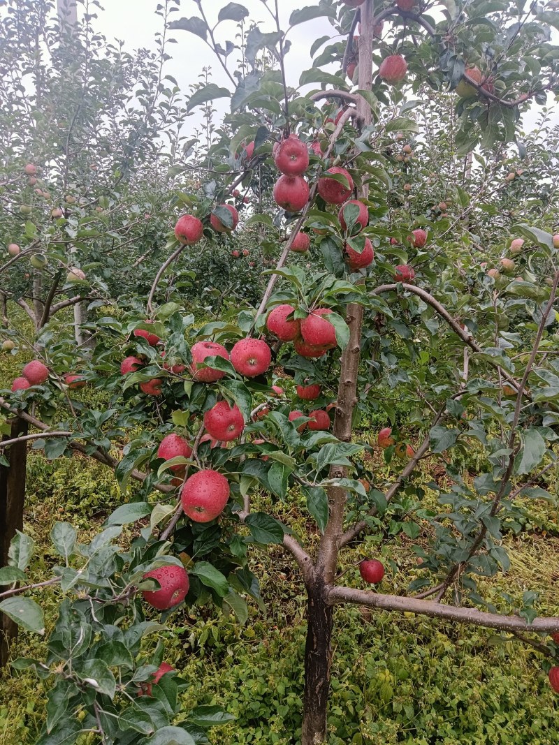 30万斤华硕出售