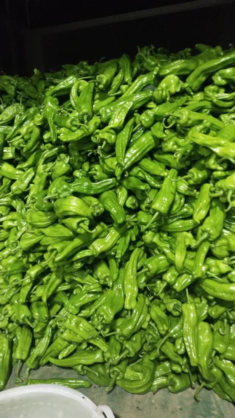 《上新》高山新鲜芜湖椒，大青椒个头大品质好，量大