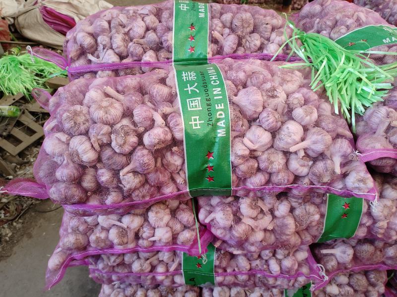 中牟精品大蒜，早熟蒜、杂交混级蒜，品质优良，欢迎采购