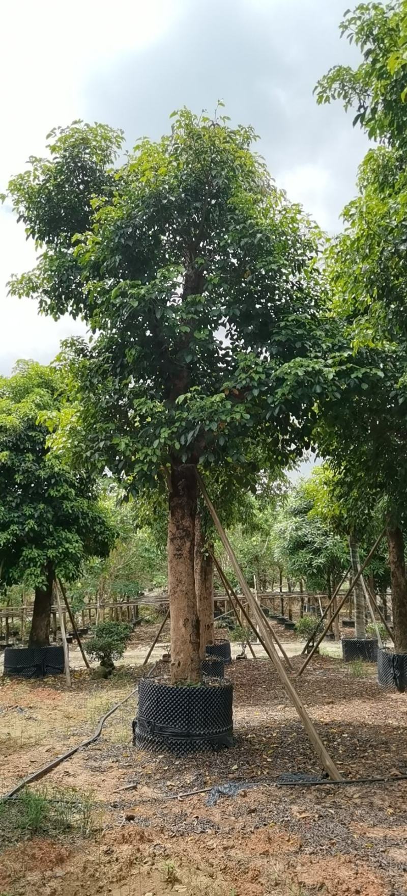 秋枫树/各种规格齐全