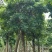 秋枫树/各种规格齐全